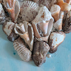 Coastal Shell Heart Wall Art – Original Mixed Media by Dani Prado