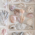 Coastal Shell Shadow Box Wall Art – Original by Dani Prado