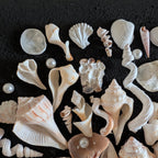 Coastal Shell Bouquet Wall Art – Original by Dani Prado