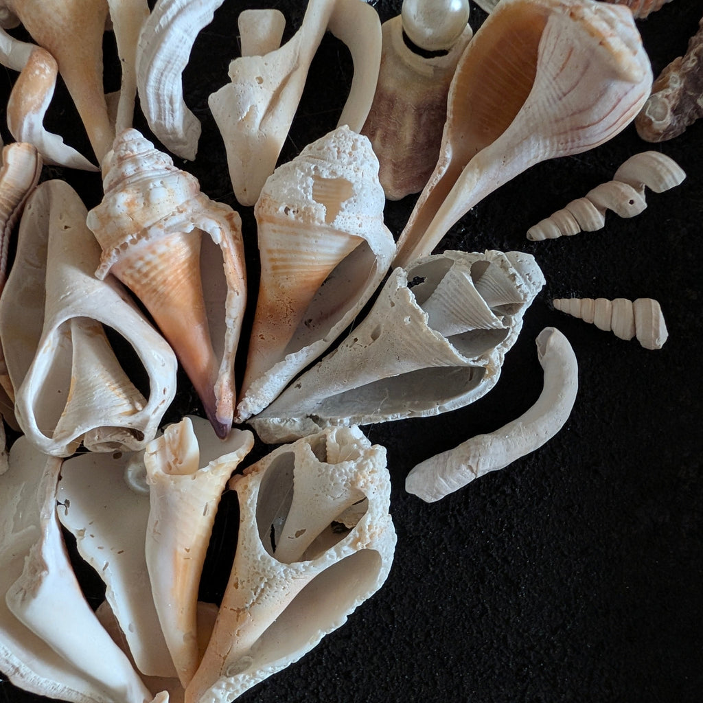 Coastal Shell Bouquet Wall Art – Original by Dani Prado