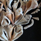 Coastal Shell Bouquet Wall Art – Original by Dani Prado
